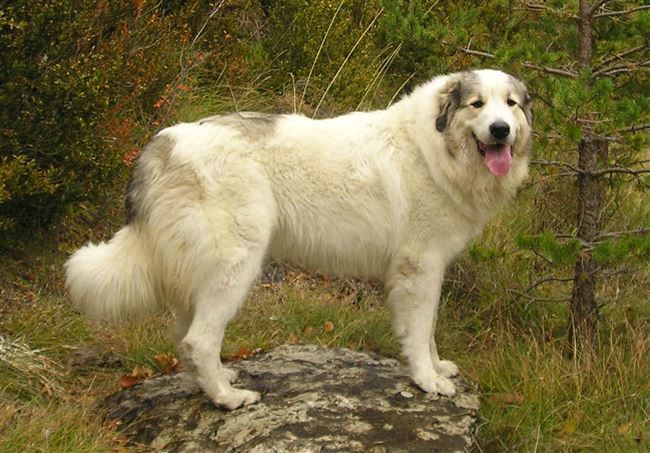 Плюсы и минусы пиренейских горных собак